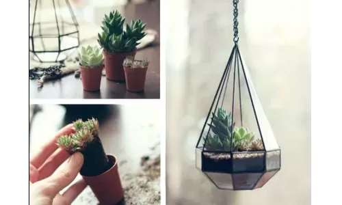 3 Lợi ích không ngờ tới từ cây xanh bày bàn làm việc