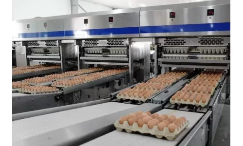 Trứng gà Hòa Phát tăng lượng canxi, cung cấp hơn 130 triệu trứng trong 6 tháng
