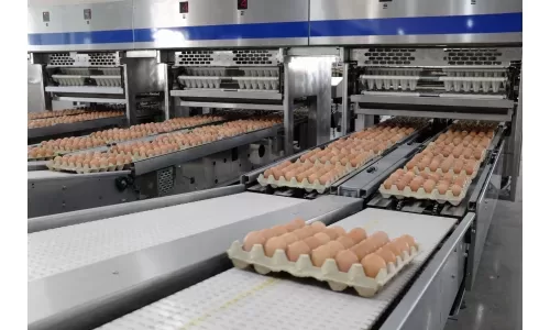 Hòa Phát bán hơn một triệu quả trứng mỗi ngày, lớn nhất miền Bắc