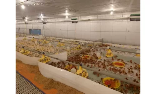 Hòa Phát nhập thêm lô gà giống gần 10.000 con từ Mỹ