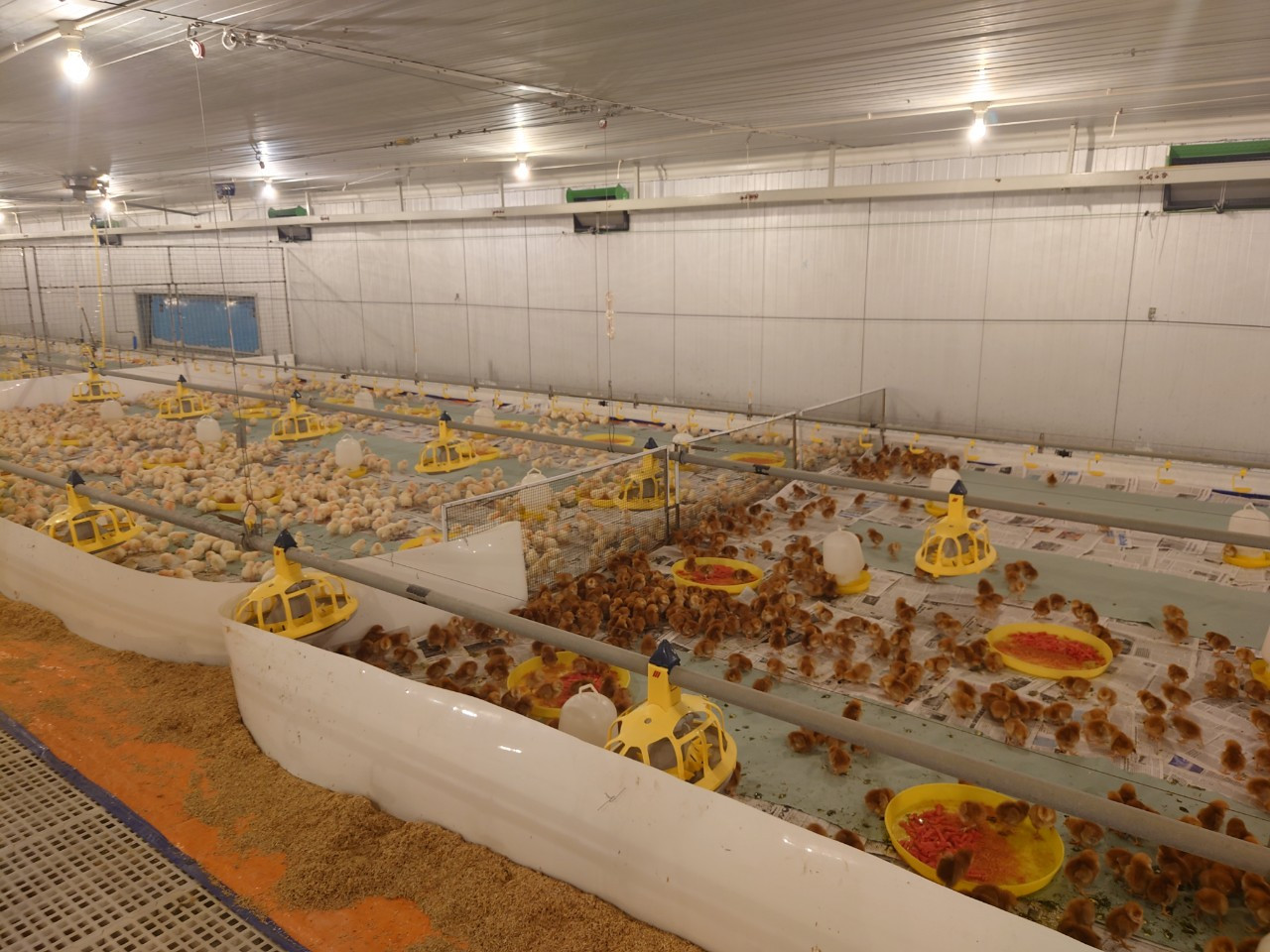 Hòa Phát nhập thêm lô gà giống gần 10.000 con từ Mỹ